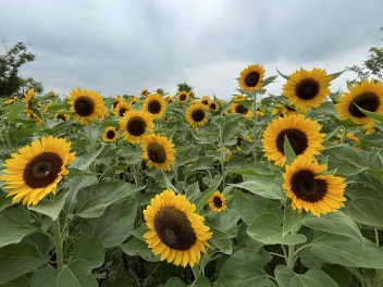 夏の花☀